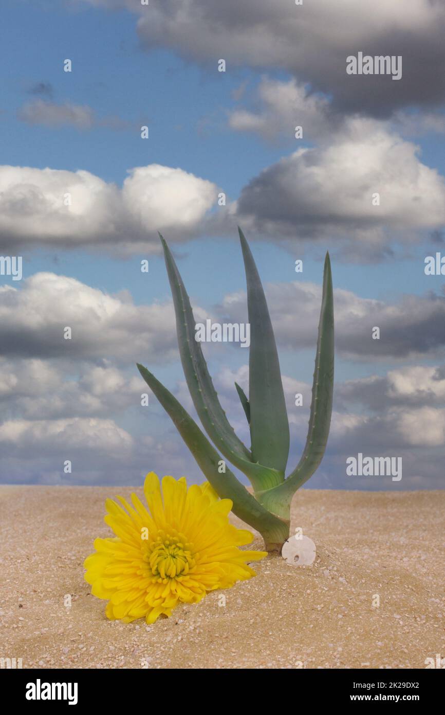 Aloe Plant in Sand with Yellow Flower and Blue Sky Stock Photo