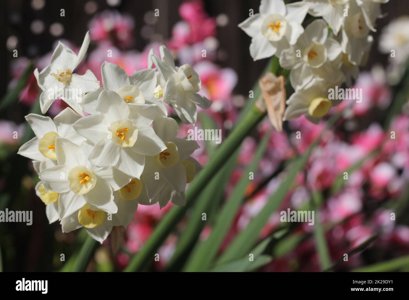 Spring Daffodils With Pink Flowers in Background Stock Photo