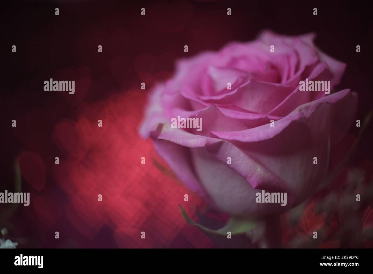 Soft pink rose hi-res stock photography and images - Alamy