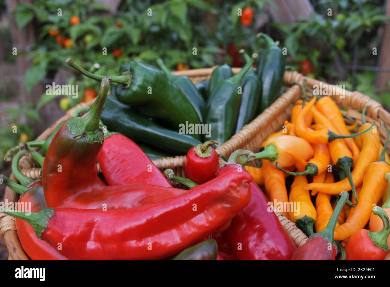 Poblano Peppers with Asian Red Peppers and Yellow Chili Peppers Stock Photo