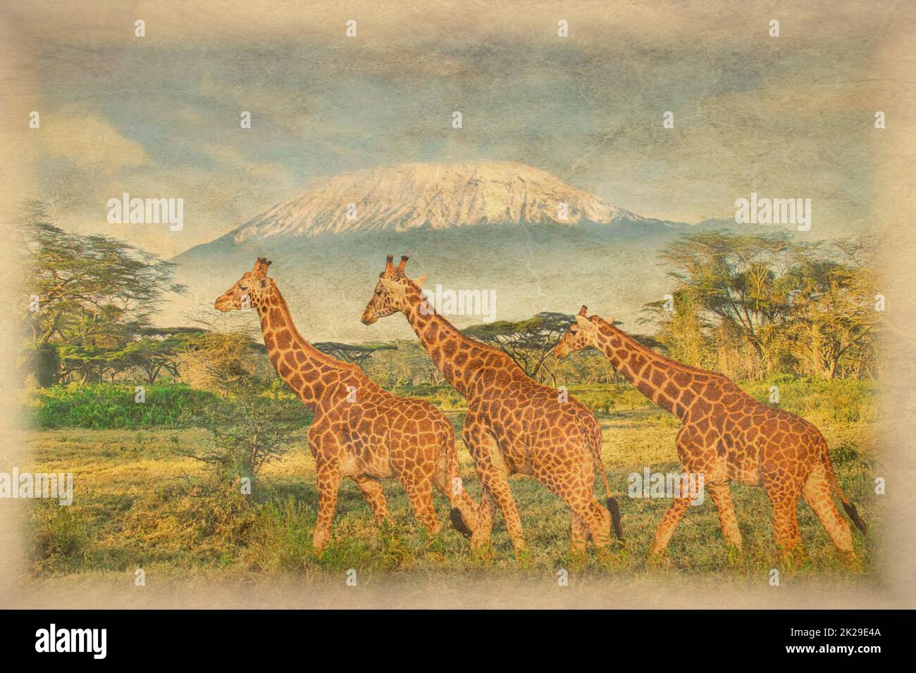 Old photo of giraffes on Kilimanjaro in Amboseli National Park Stock Photo