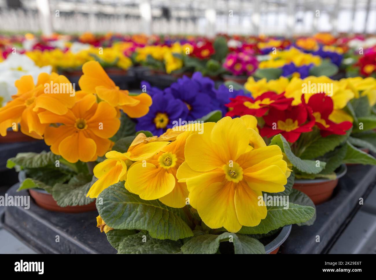 Many multicolored primrose flowers Stock Photo