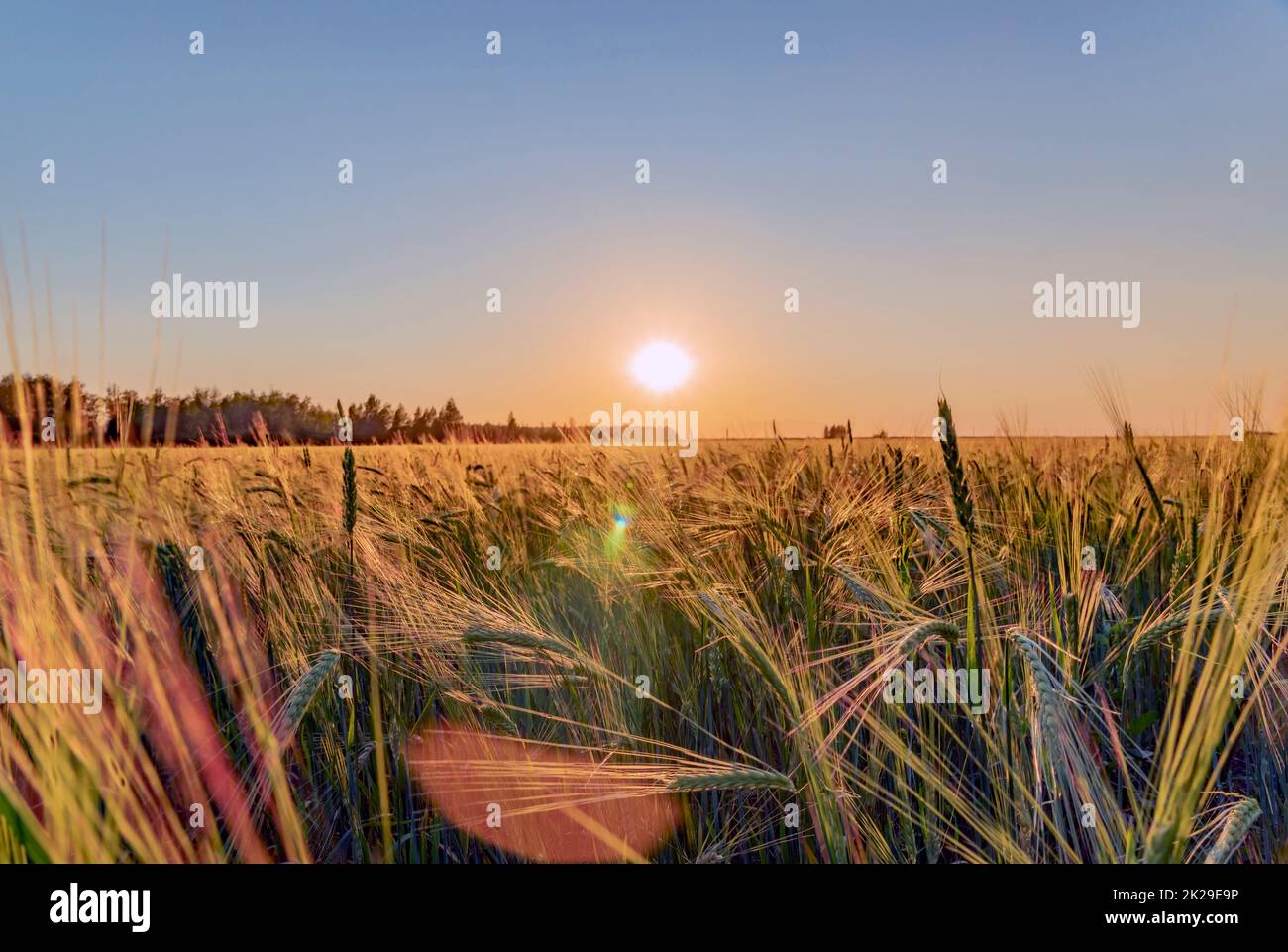 A walk through a field or meadow in the evening sun at sunset. Calmness, contemplation and peace when walking in the quiet early morning at dawn with the sun's rays.The ears of grain crops are waving Stock Photo