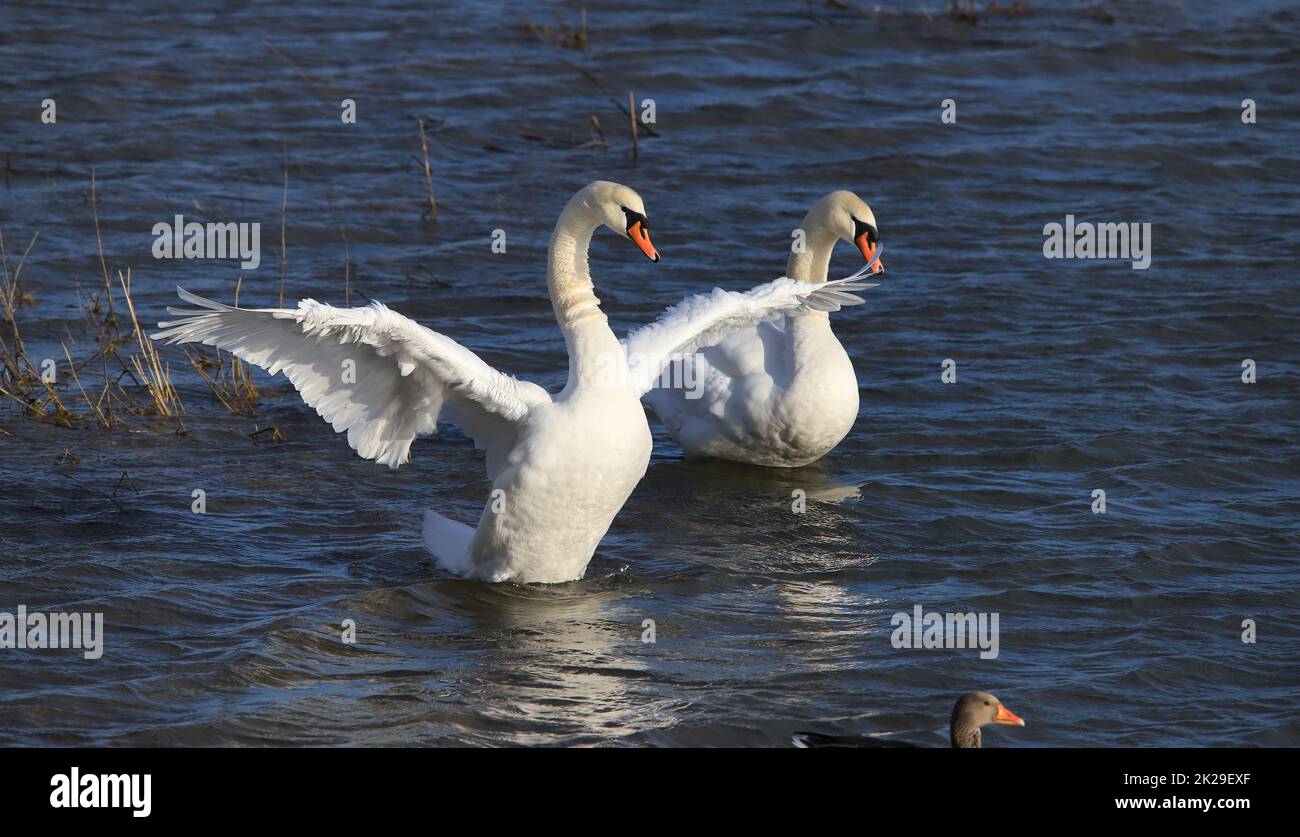 Female mute swan spreads its wings Stock Photo Alamy