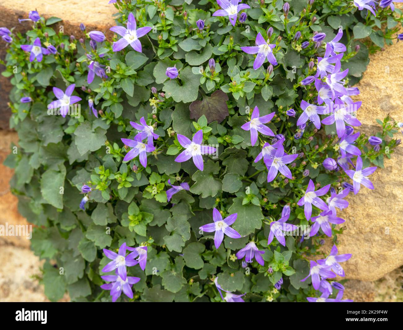 Campanula garganica W H Paine flowering in a rock garden Stock Photo