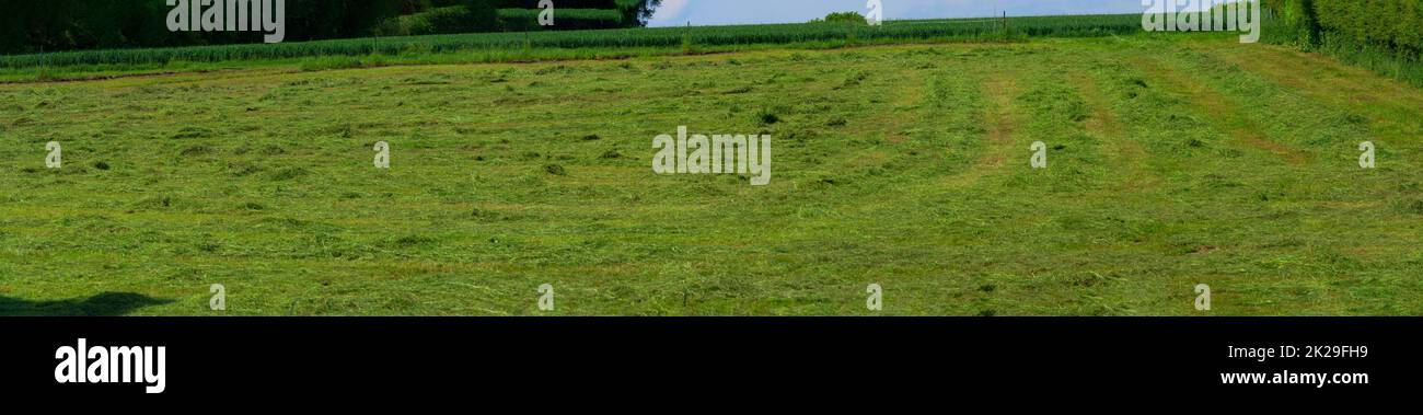 Meadow mown by the farmer Stock Photo