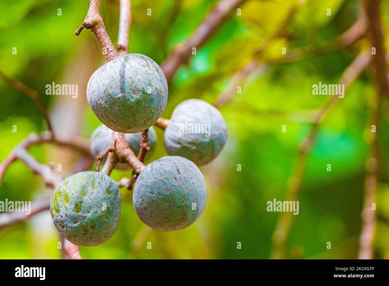 Tropical plant tree with green round fruit balls seeds Mexico Stock Photo -  Alamy