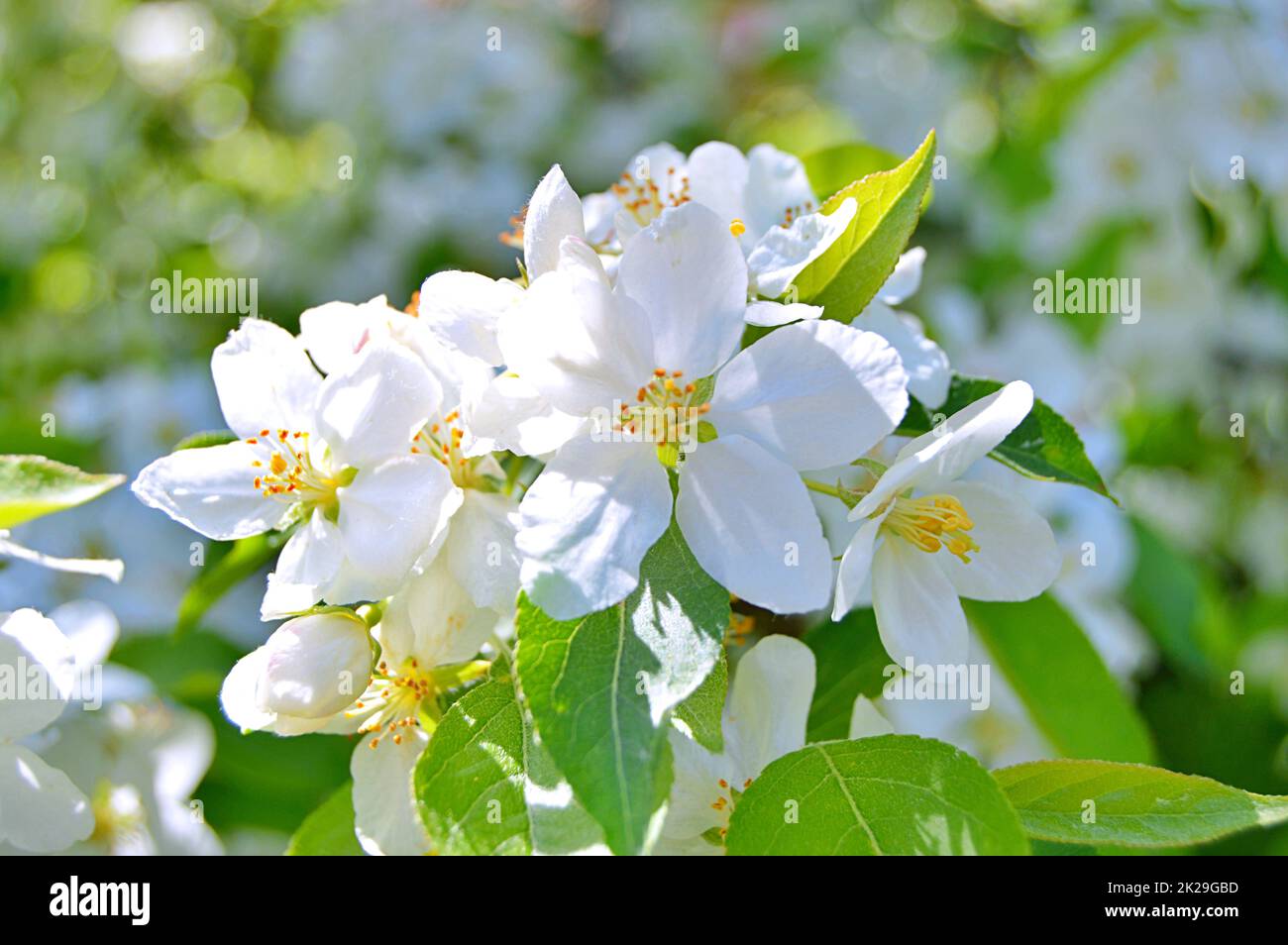 Tree white flowers in park hi-res stock photography and images - Alamy