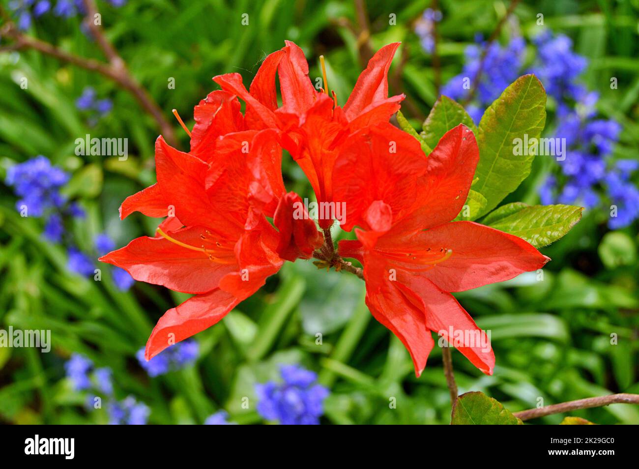 Rhododendron-azalea,flowers in the city park under spring Stock Photo