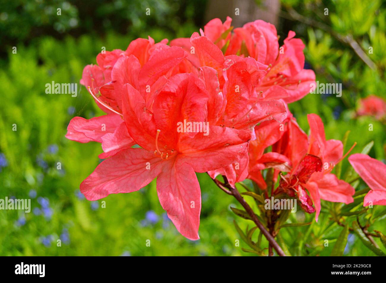 Rhododendron-azalea,flowers in the city park under spring Stock Photo
