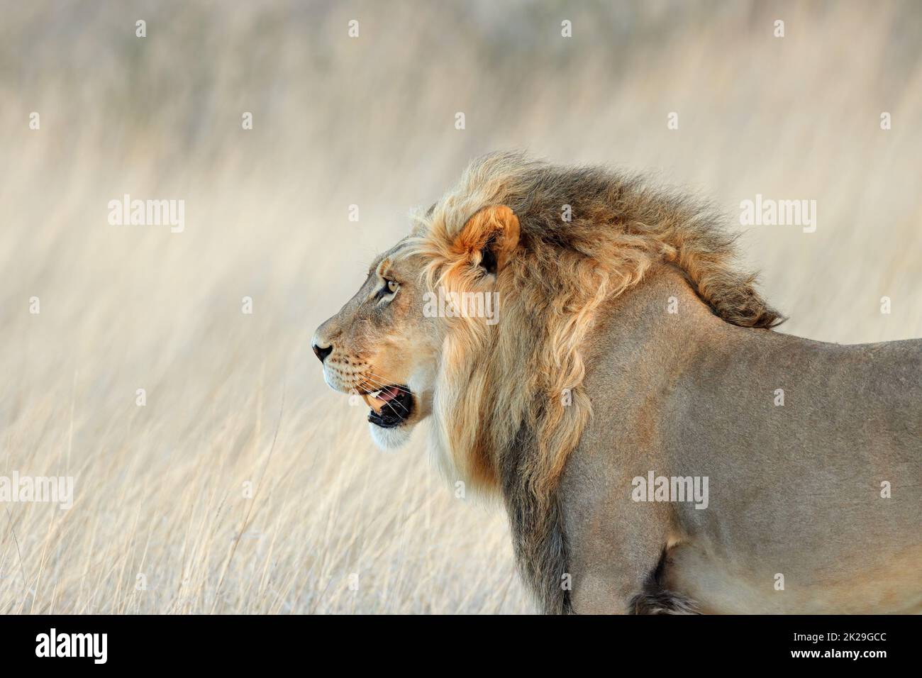 African lion portrait - Kalahari desert Stock Photo - Alamy