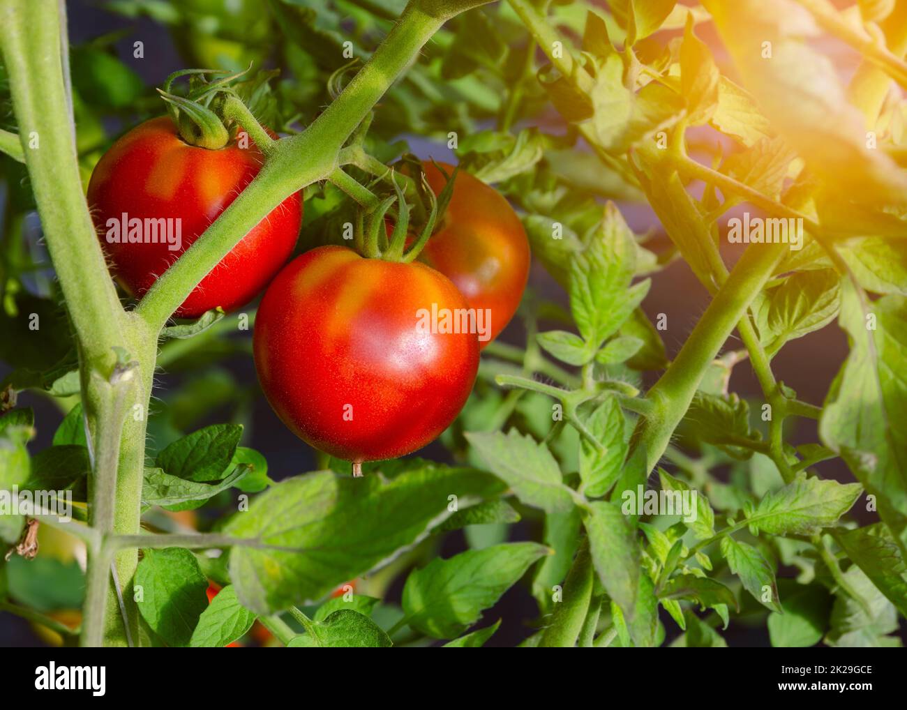 Red ripe celebrity tomatoes growing in greenhouse Stock Photo - Alamy