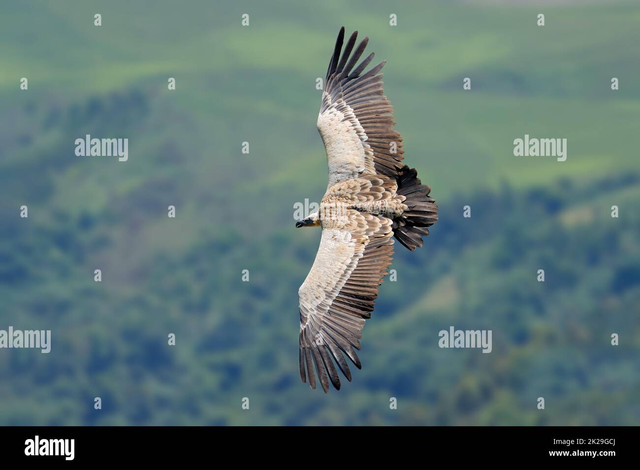 Cape vulture in flight - South Africa Stock Photo