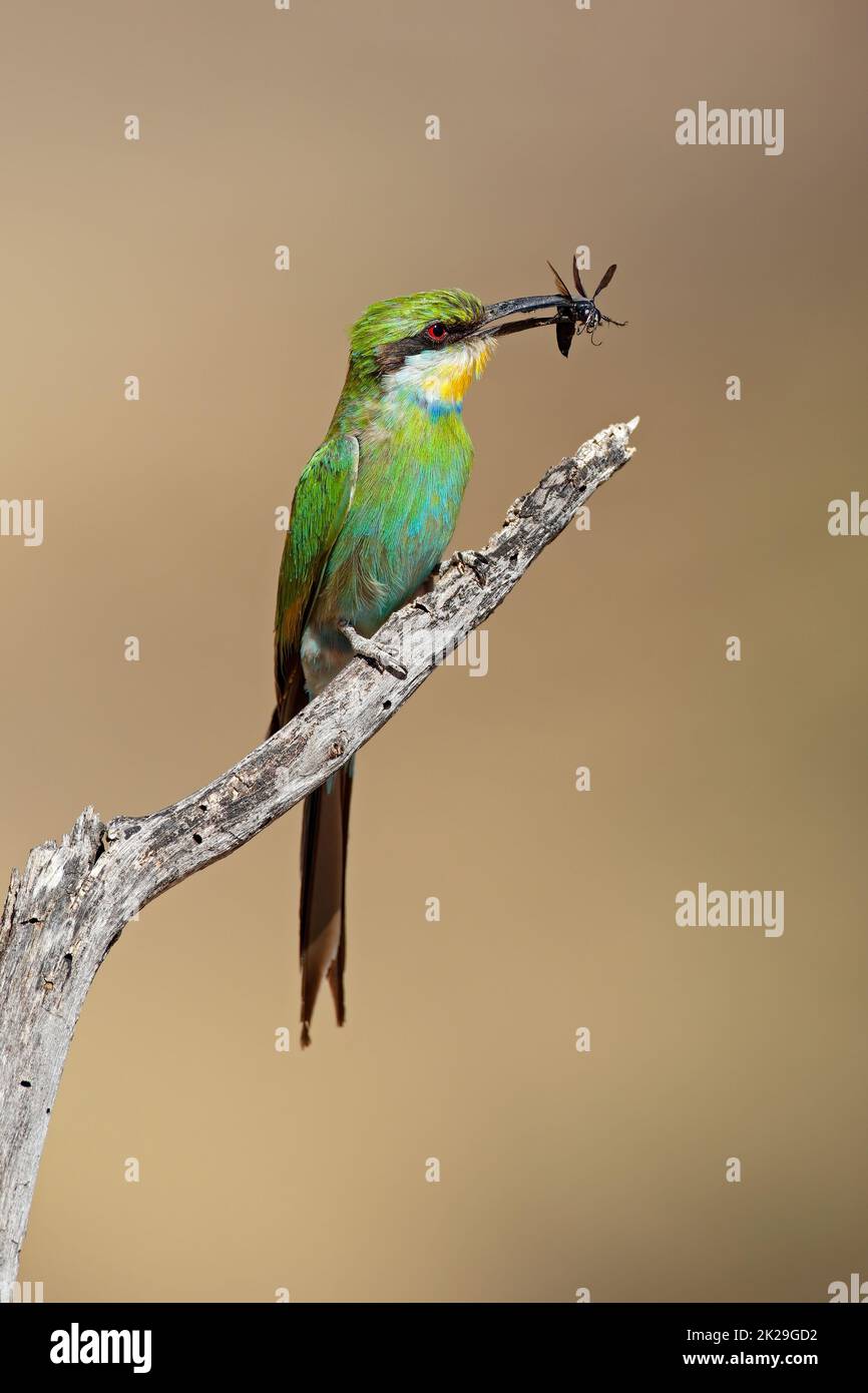 Swallow-tailed bee-eater with insect prey Stock Photo