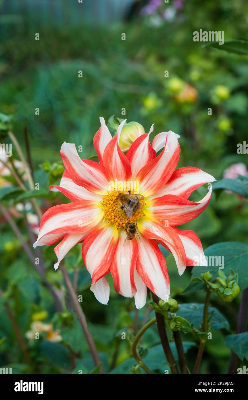 Orange / Red & White dahlia possibly Orchid variety from the micellanrous group with Honey bee Apis mellifera Apidae & Bumble bee B sylvarum on flower Stock Photo