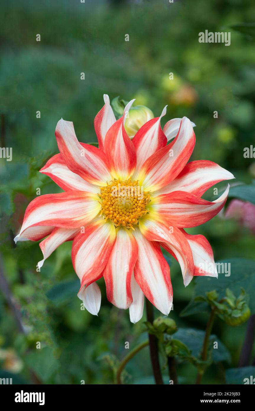 Orange / Red and White dahlia possibly Orchid variety from the Miscellaneous group of dahlias  A tuberous frost tender deciduous perennial Stock Photo