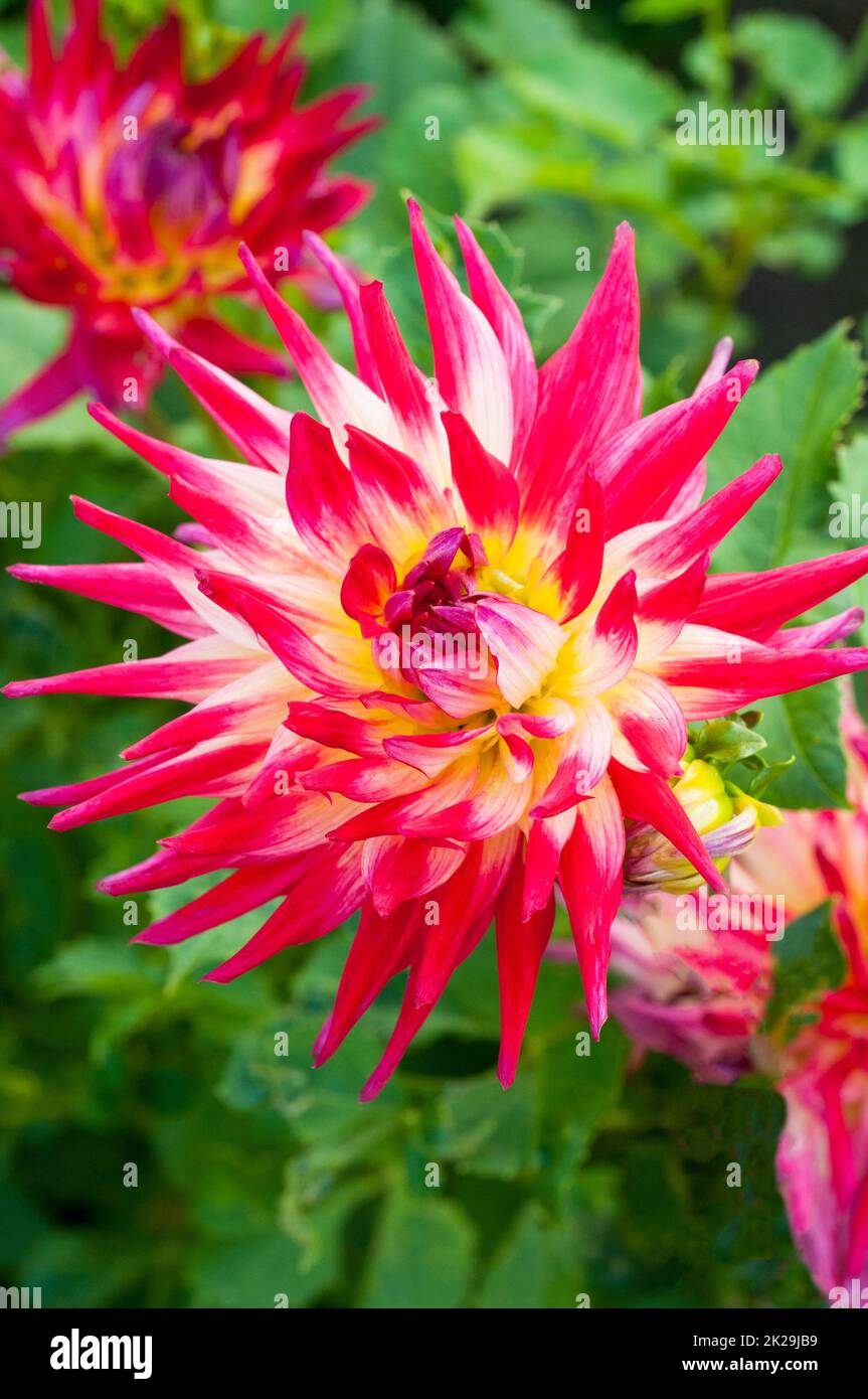 Close up of Dahlia Kambi a red and yellow Cactus flowering dahlia that  is a half hardy frost tender deciduous perennial. Stock Photo
