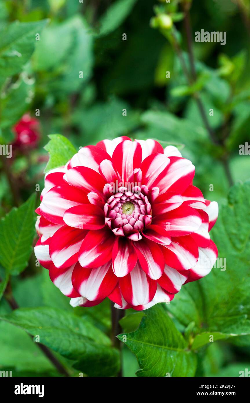 Close up of Dahlia Jamacia a red and white miniature waterlily flowering dahlia against background of green leaves a frost tender deciduous perennial Stock Photo
