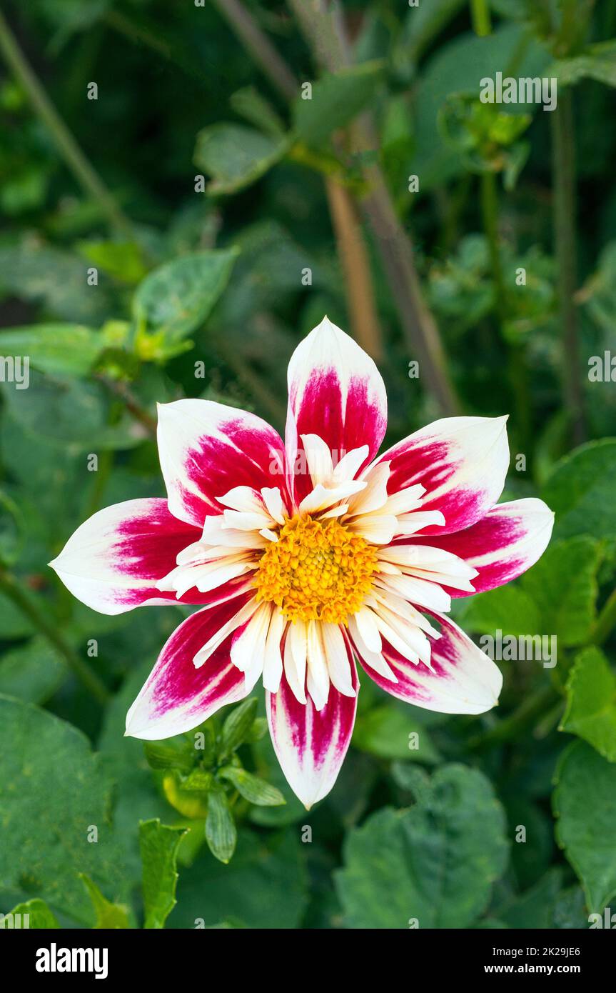 Close up of Dahlia Fashion Monger a red white & yellow colleret flowering dahlia that is a half hardy frost tender deciduous perennial Stock Photo