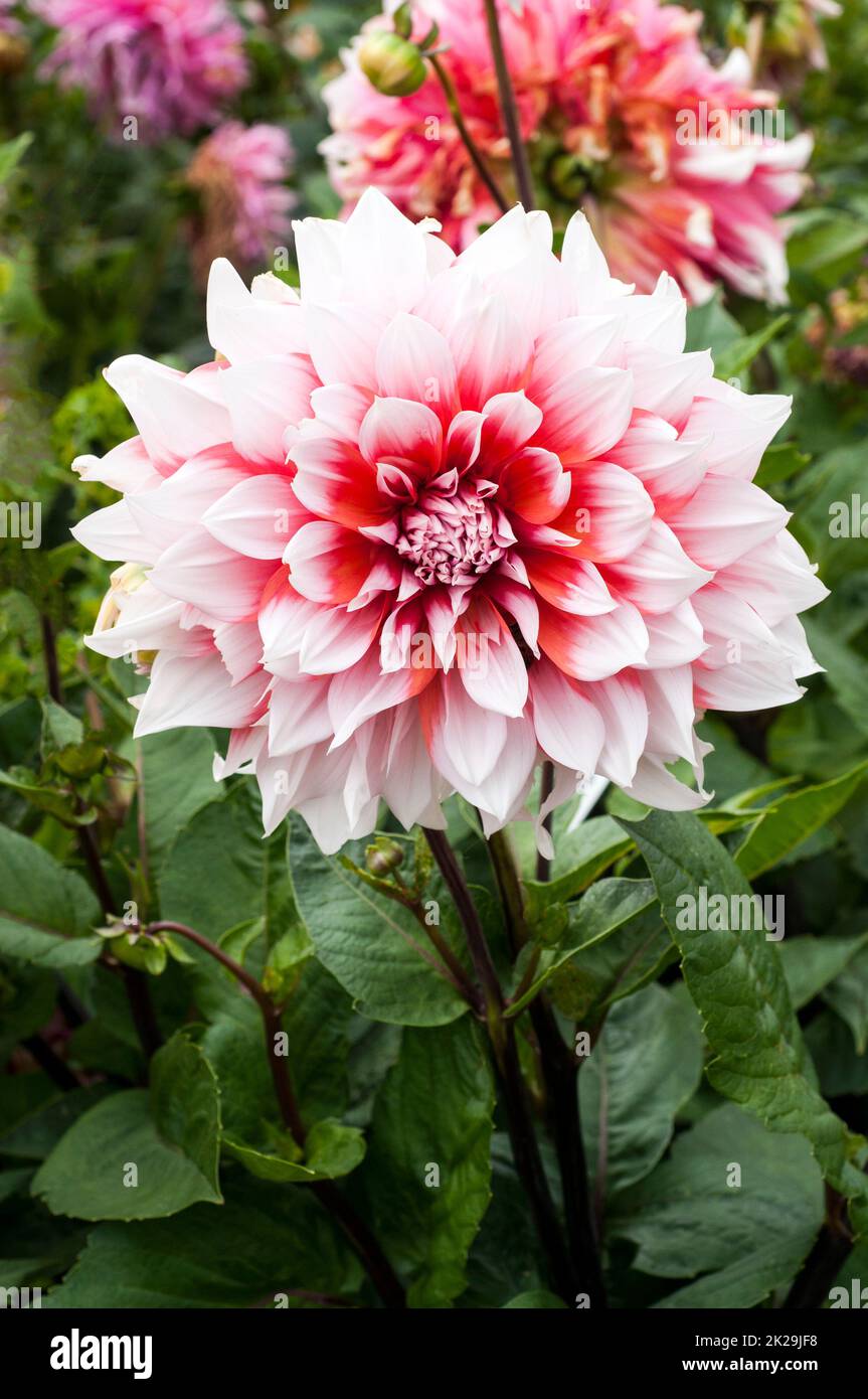 Close up of Dahlia Holland Festival an orange and white Giant Decorative or Dinner Plate flowering dahlia and is a frost tender deciduous perennial Stock Photo
