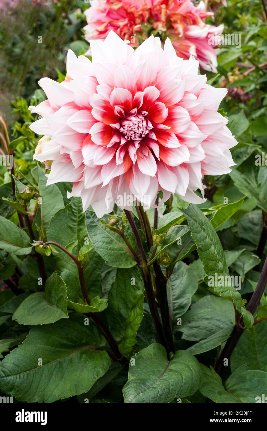 Close up of Dahlia Holland Festival an orange and white Giant Decorative or Dinner Plate flowering dahlia and is a frost tender deciduous perennial Stock Photo