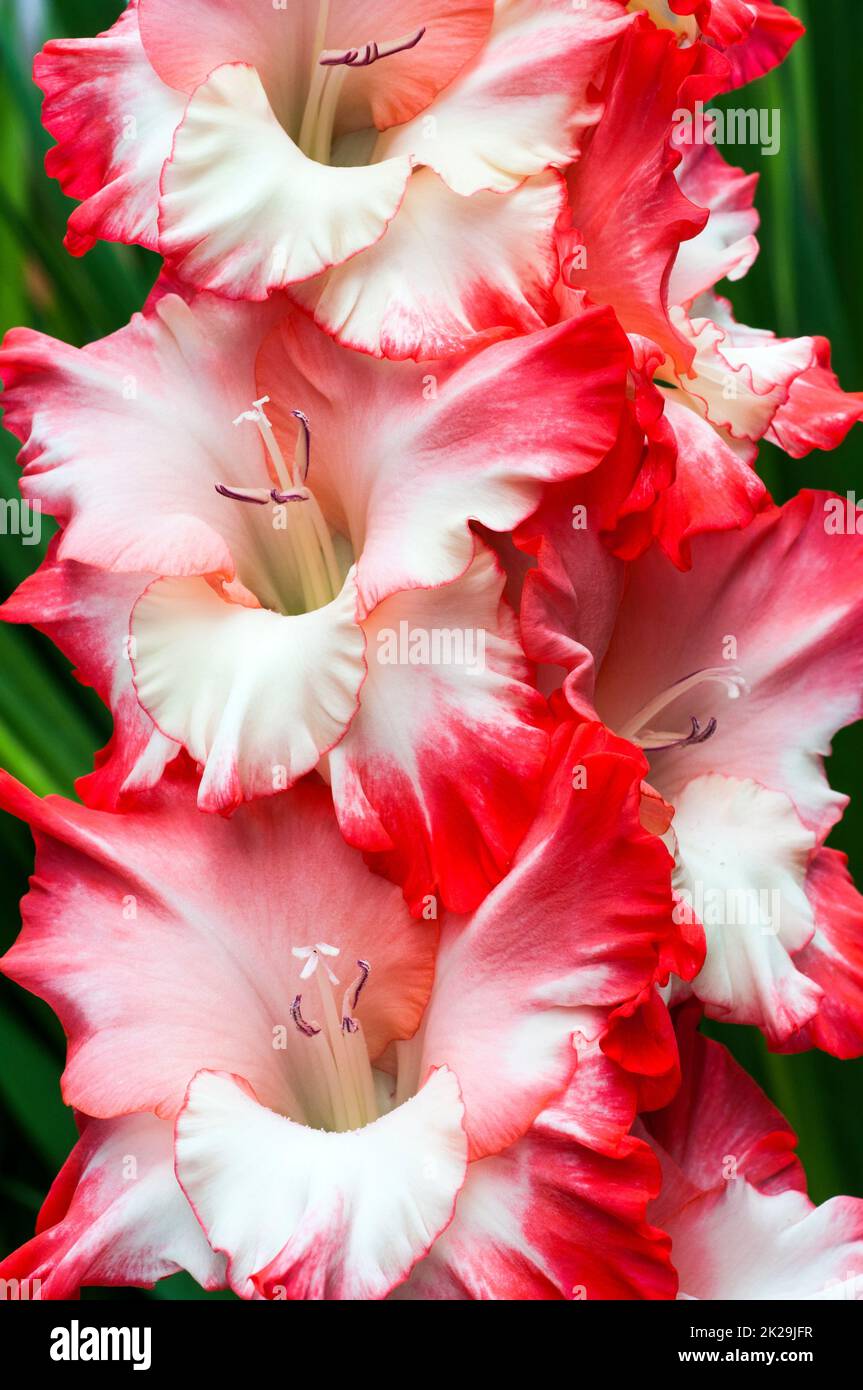 Close up of large Rose Pink & Cream White flowers of Gladiolus / Gladioli Broken Heart Frizzle a summer flowering cormous perennial that is half hardy Stock Photo