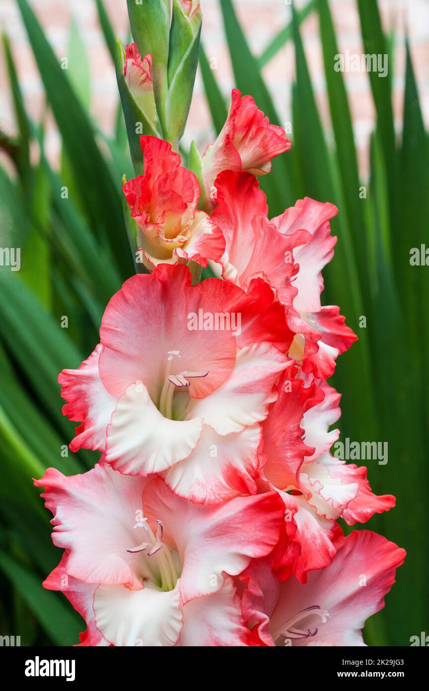 Close up of large Rose Pink & Cream White flowers of Gladiolus Broken Heart Frizzle a summer flowering cormous perennial that is half hardy Stock Photo