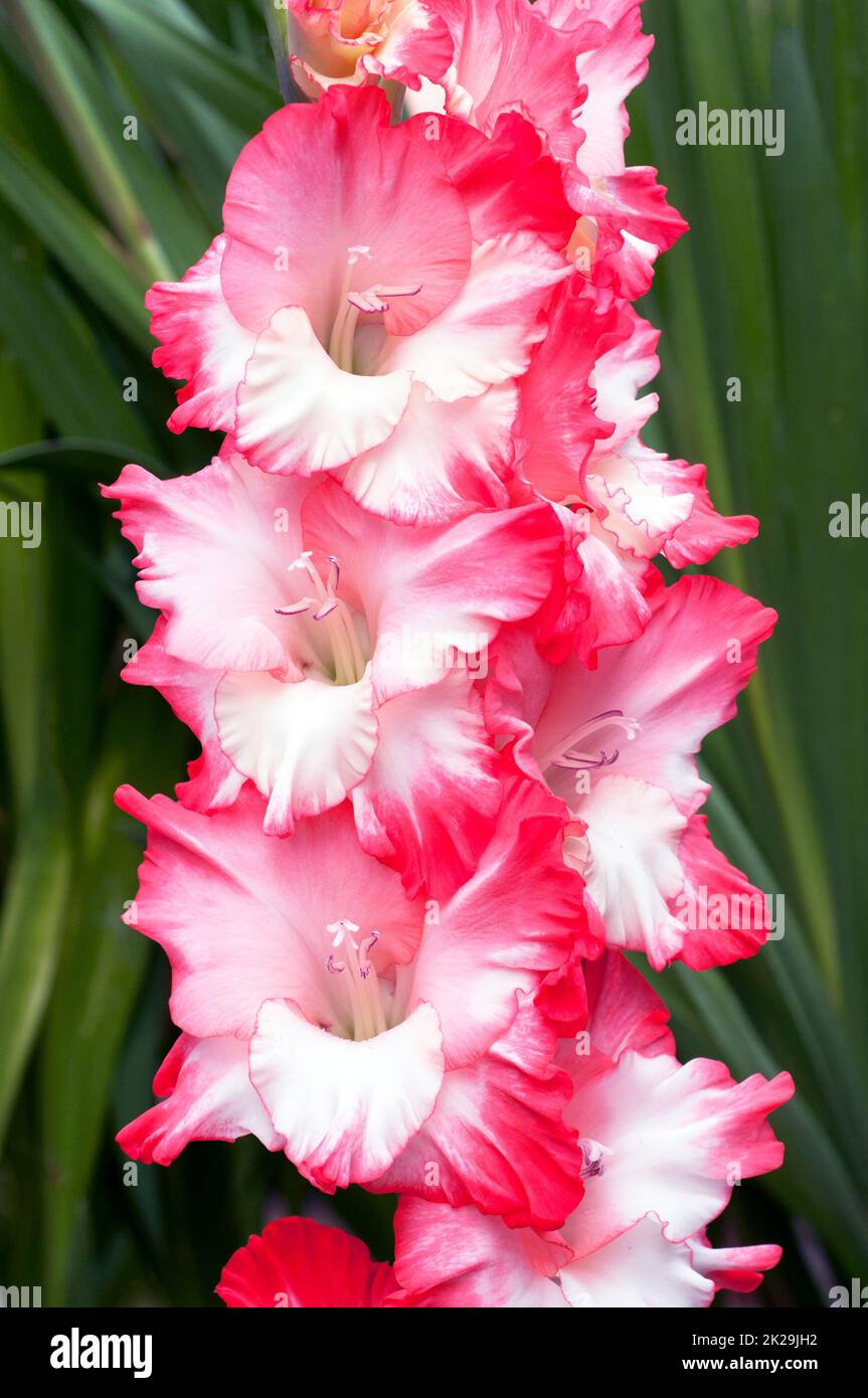 Close up of large Rose Pink & Cream White flowers of Gladiolus / Gladioli Broken Heart Frizzle a summer flowering cormous perennial that is half hardy Stock Photo