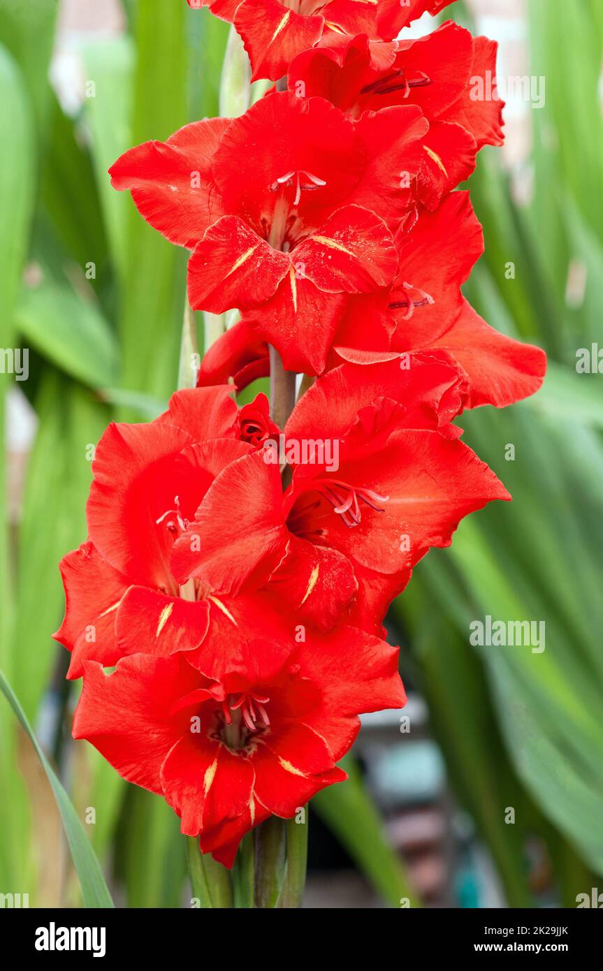Close up of large Red flowers of Gladiolus Magna against a background of leaves a summer flowering perennial that is half hardy and frost tender Stock Photo