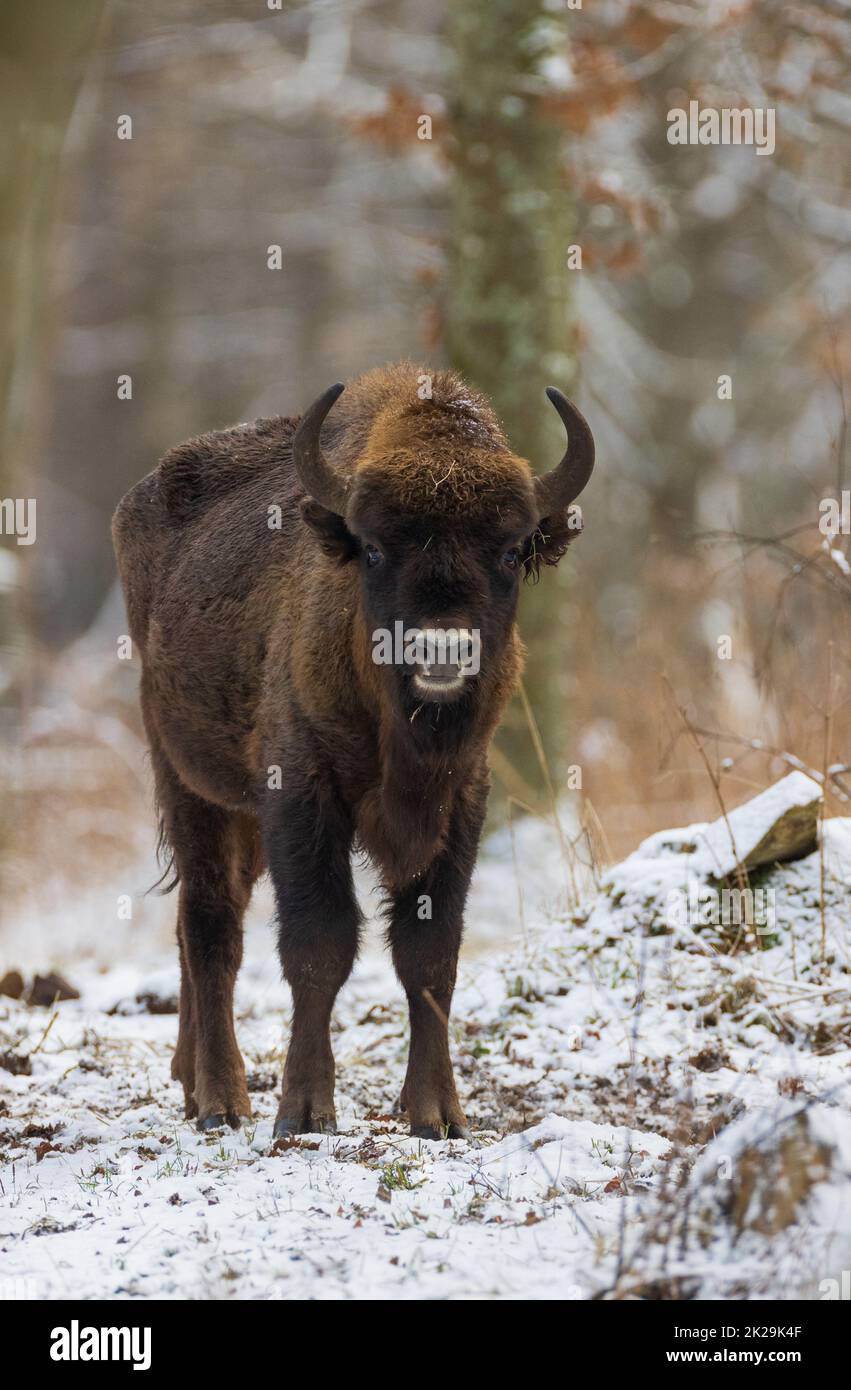 European Bison(Bison bonasus) young male Stock Photo
