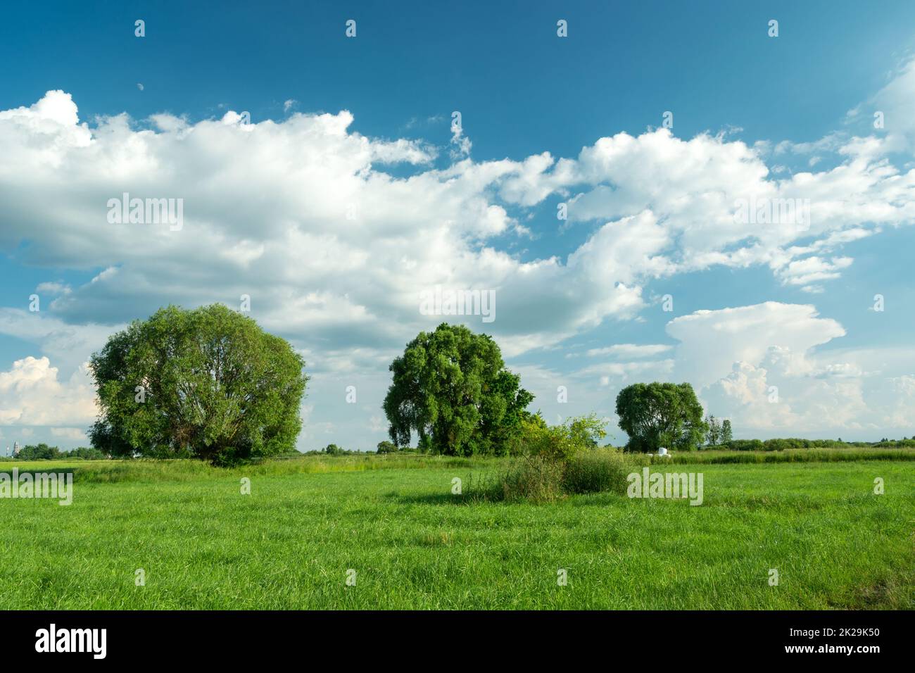Meadow trees green cloud hi-res stock photography and images - Alamy