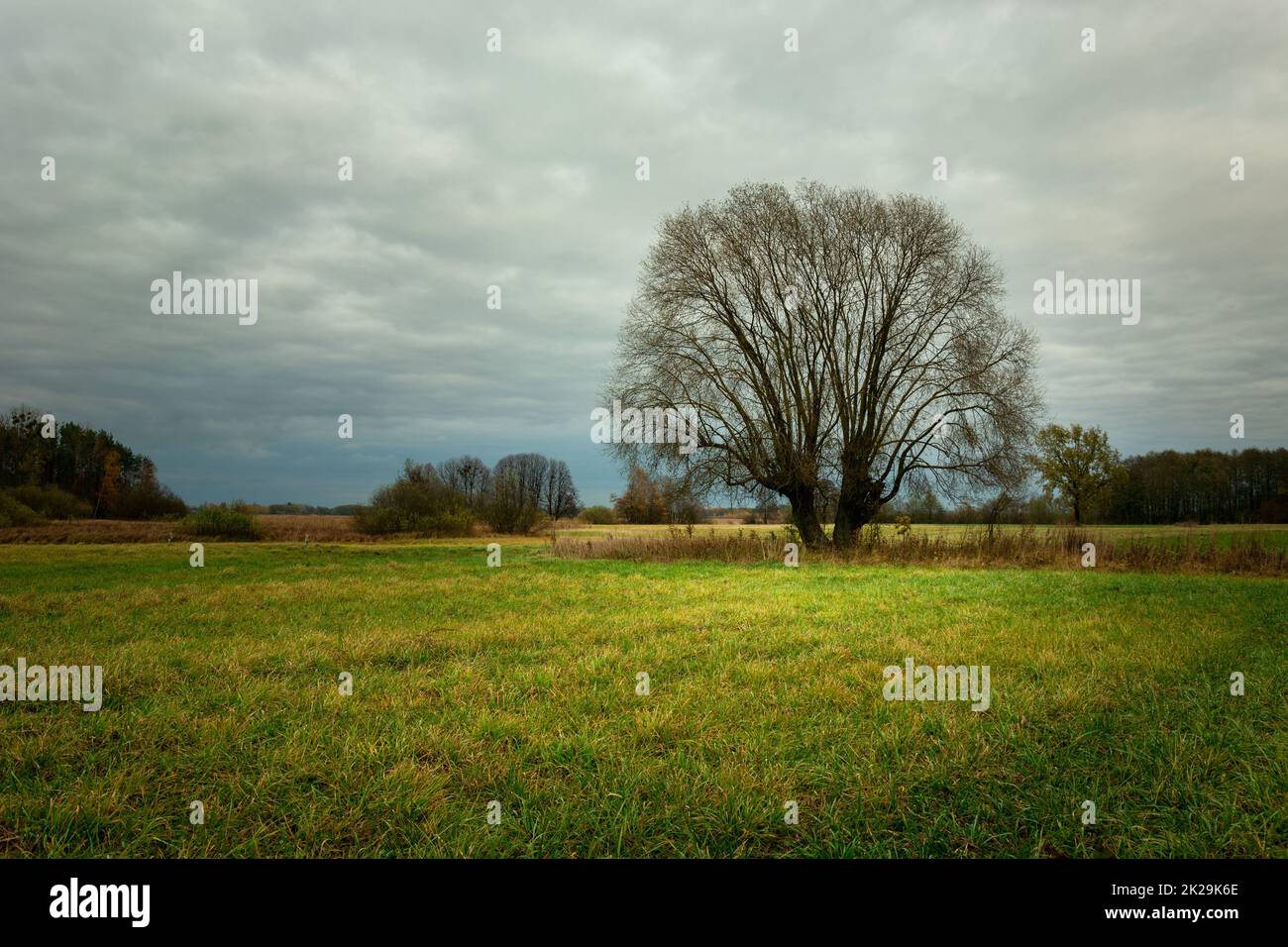 Tree without leaves on the meadow and the cloudy sky Stock Photo