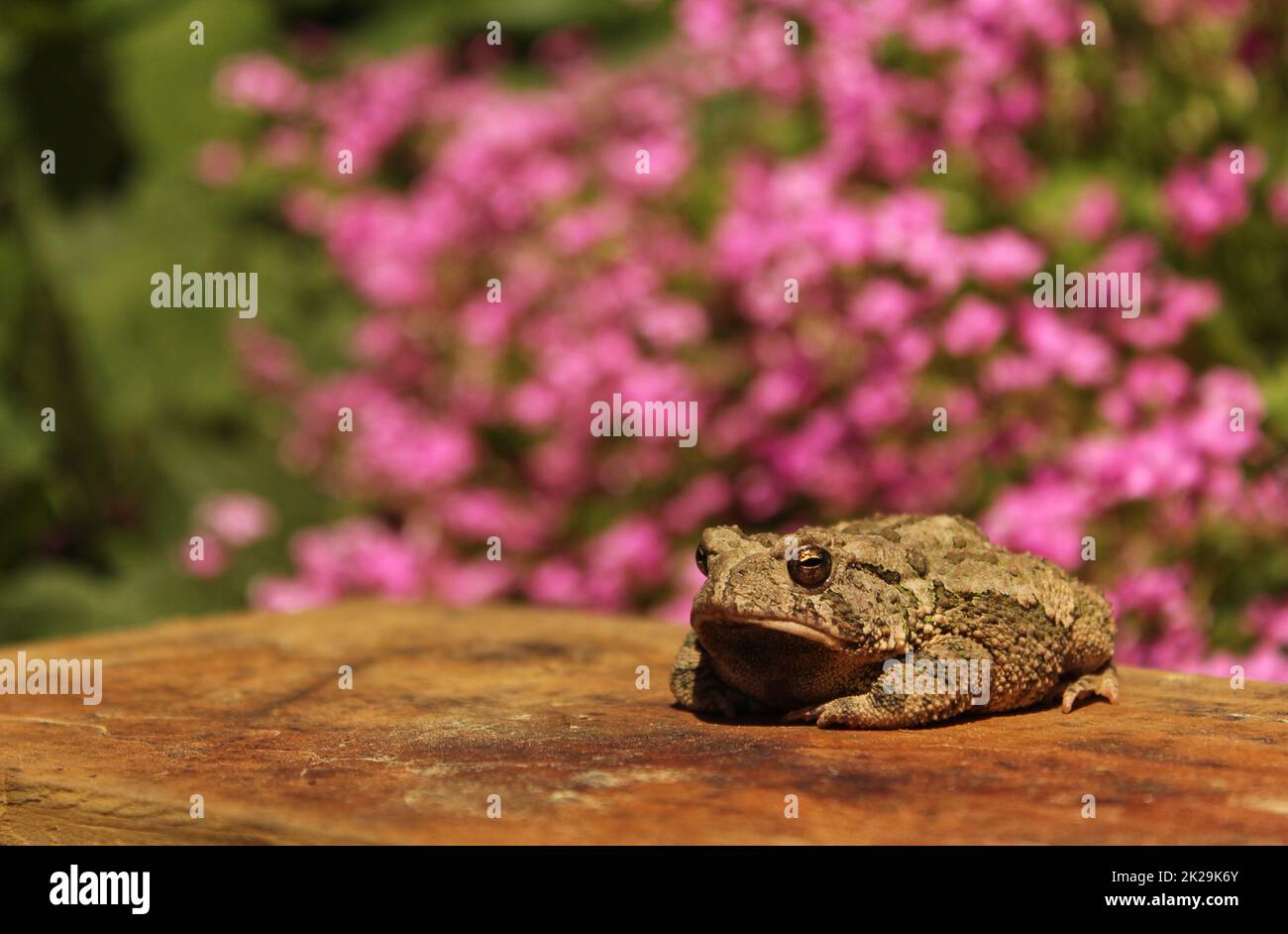 Texas Toad Anaxyrus speciosus in Flower Garden With Blurred Flowers