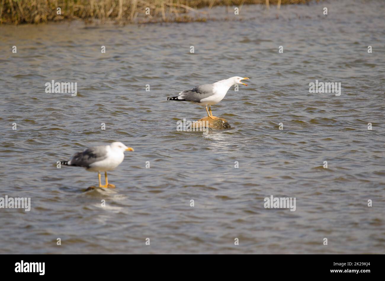 Yellow-legged gulls Larus michahellis atlantis. Stock Photo