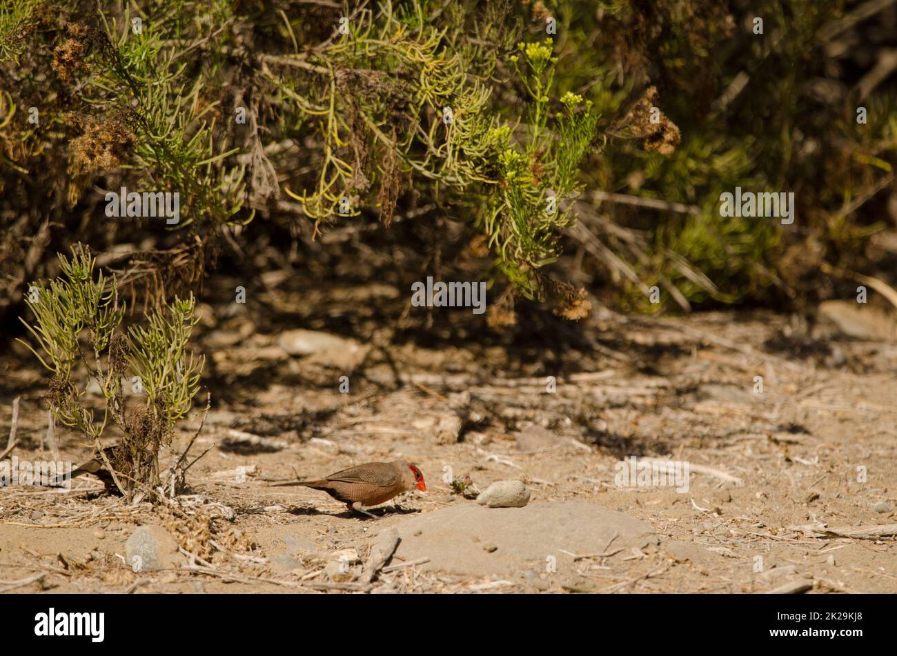 Common waxbills searching for food. Stock Photo