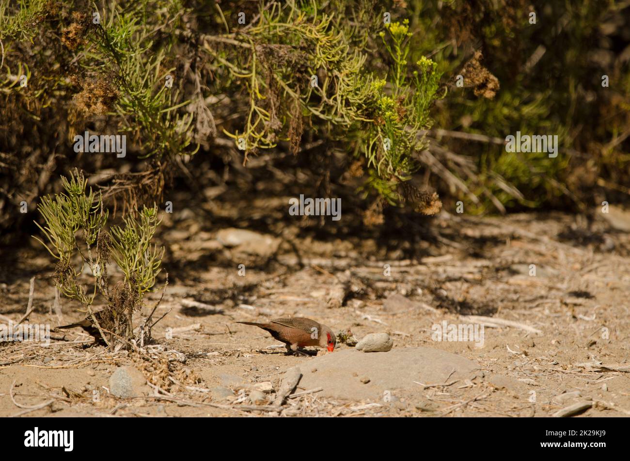 Common waxbills searching for food. Stock Photo
