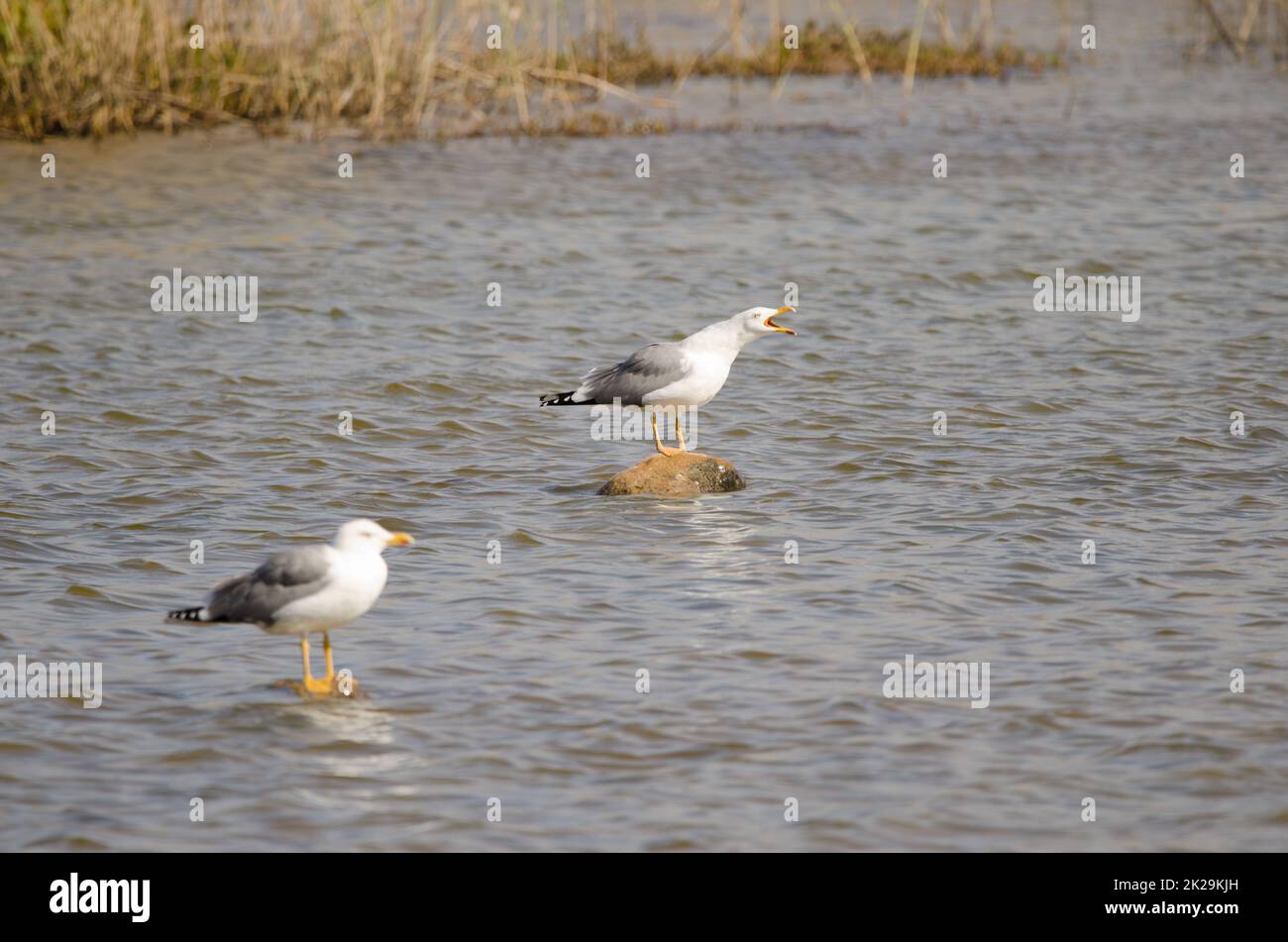 Yellow-legged gulls Larus michahellis atlantis. Stock Photo