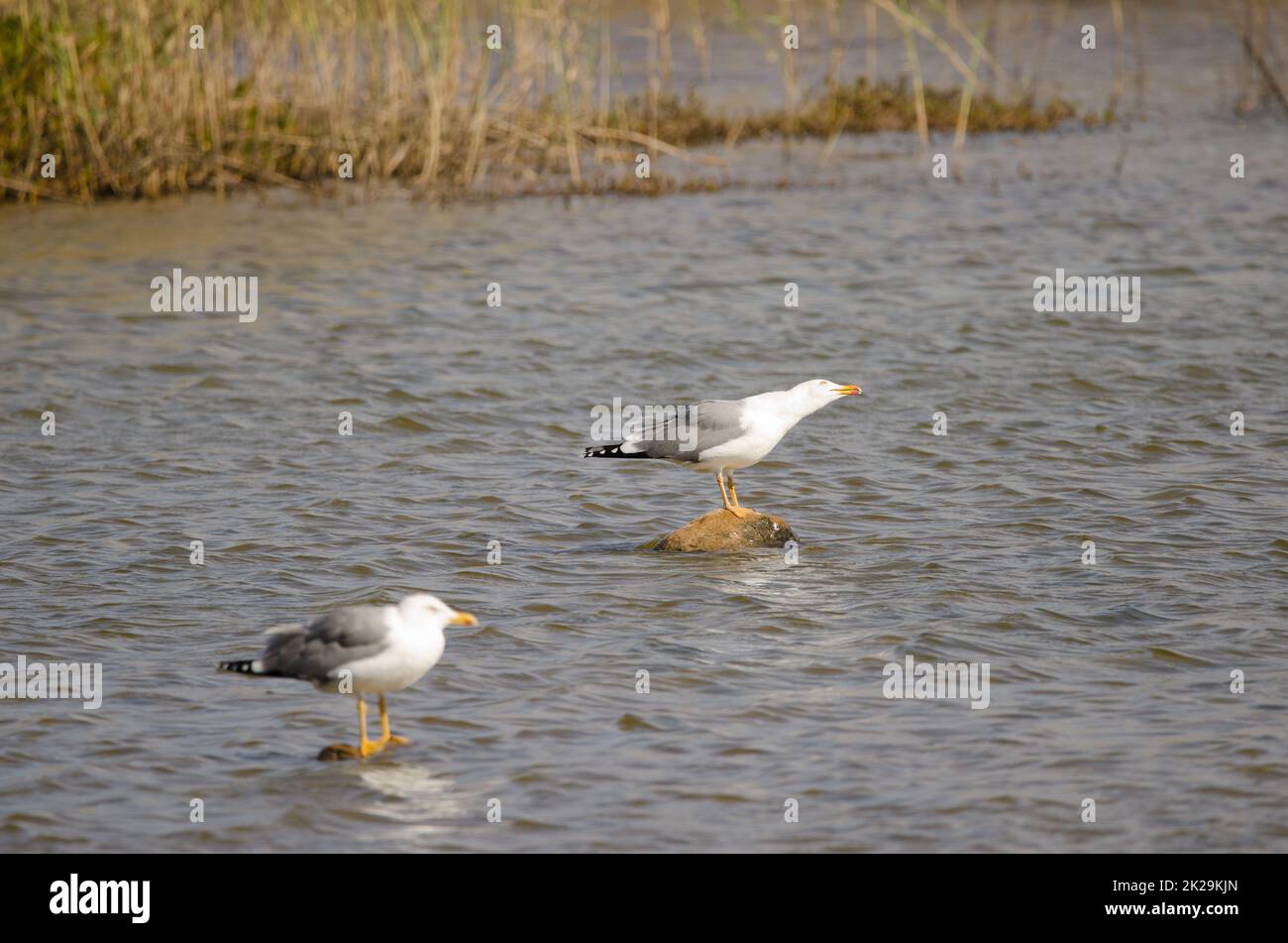 Yellow-legged gulls Larus michahellis atlantis. Stock Photo