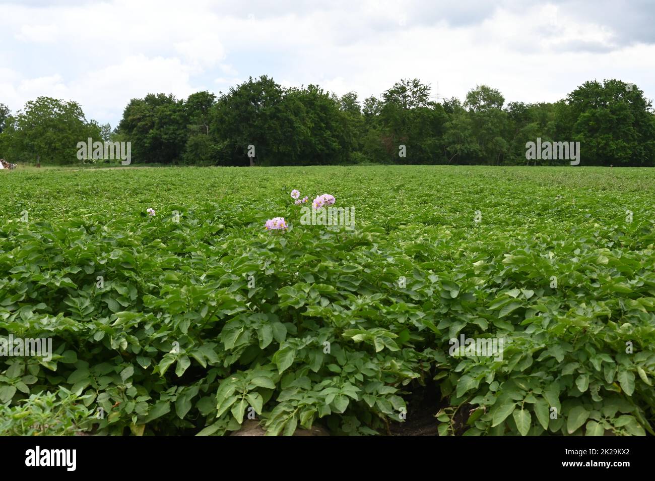potato field Stock Photo