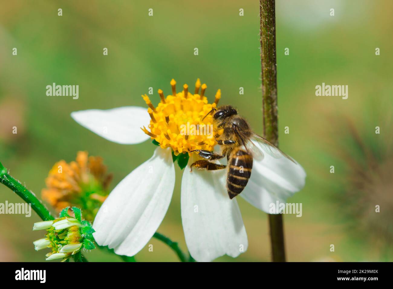 The bees are on Bidens pilosa that is blooming in nature. Stock Photo