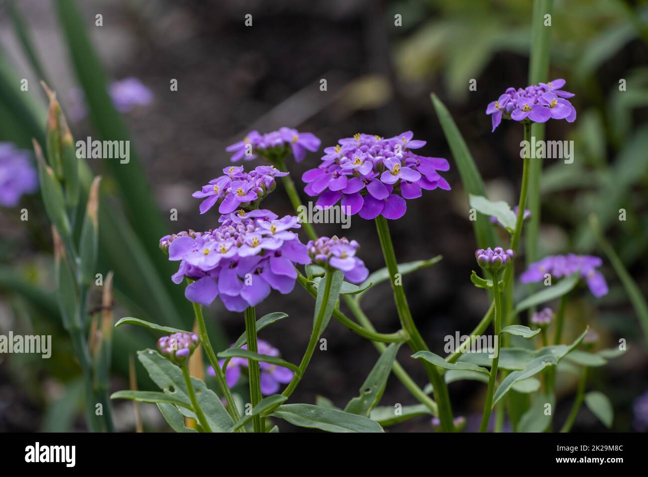 Purple Candytuft Flowers (Iberis umbellata) Stock Photo