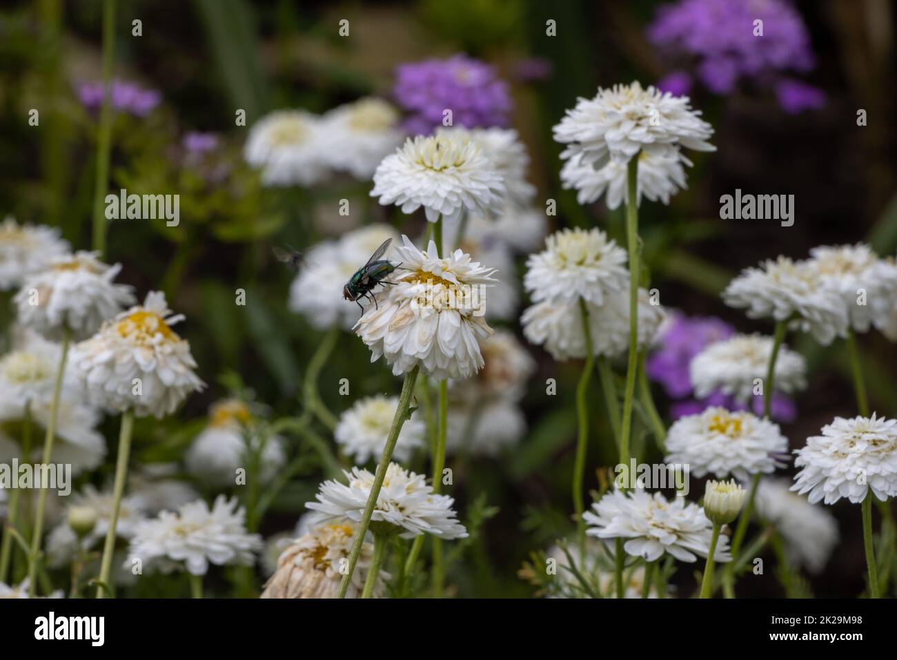 White 'Roman Chamomile' (or English Chamomile, Ground Apple, Low Chamomile, Whig Plant) flower in a garden. Its Latin name is Chamaemelum Nobile 'Plena' (Syn Anthemis Nobilis). Stock Photo
