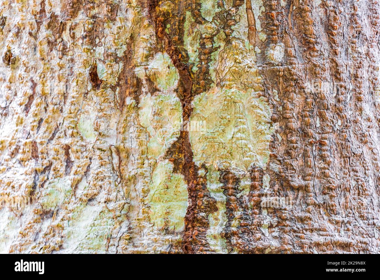 Tropical tree bark texture with moss and lichen Mexico Stock Photo Alamy