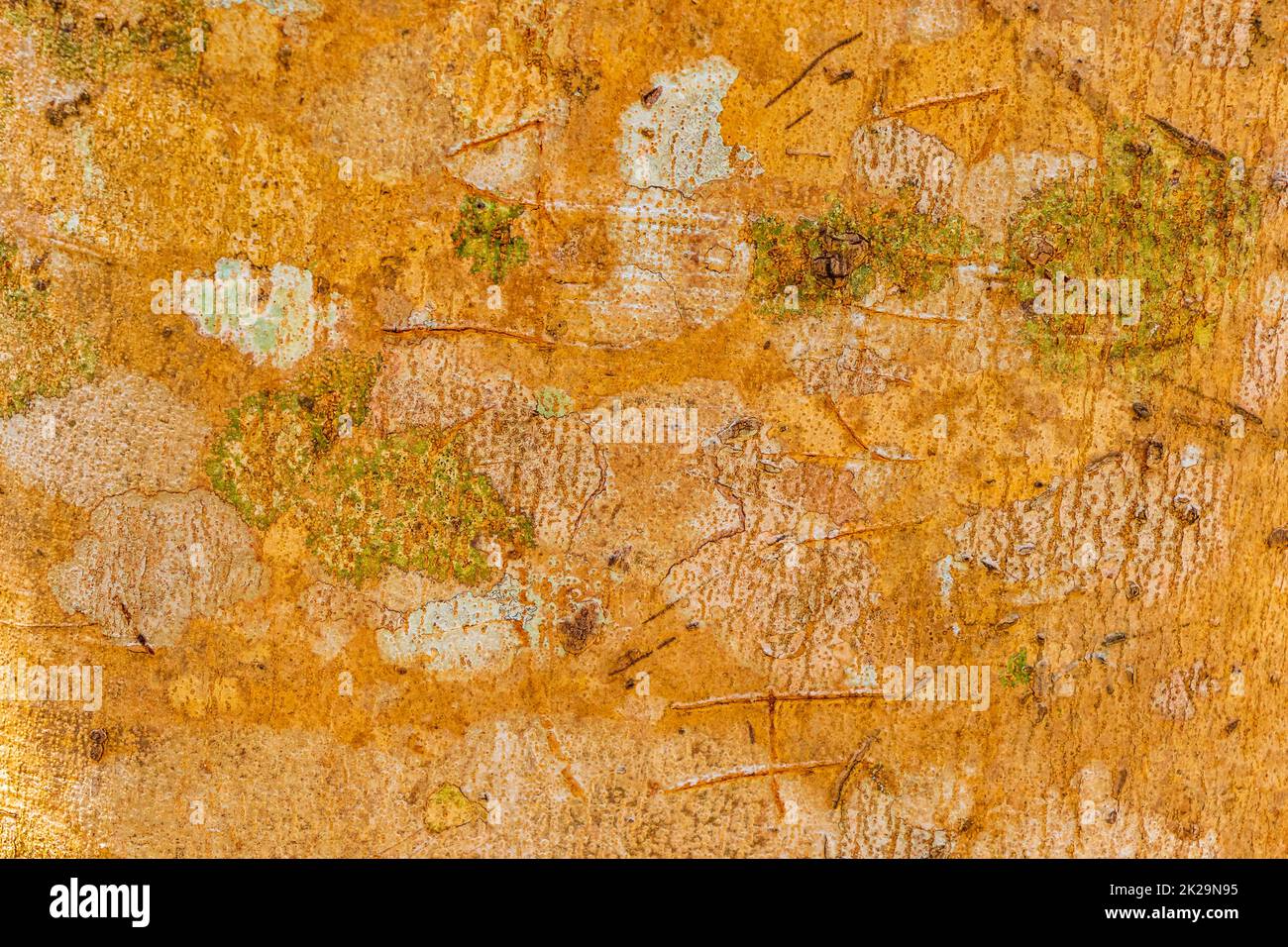 Tropical orange tree bark texture with moss and lichen Mexico Stock ...