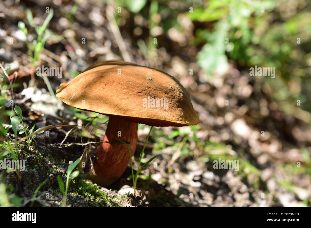 Mushrooms in the nature park in Schwalm-Nette, Viersen, Germany Stock Photo