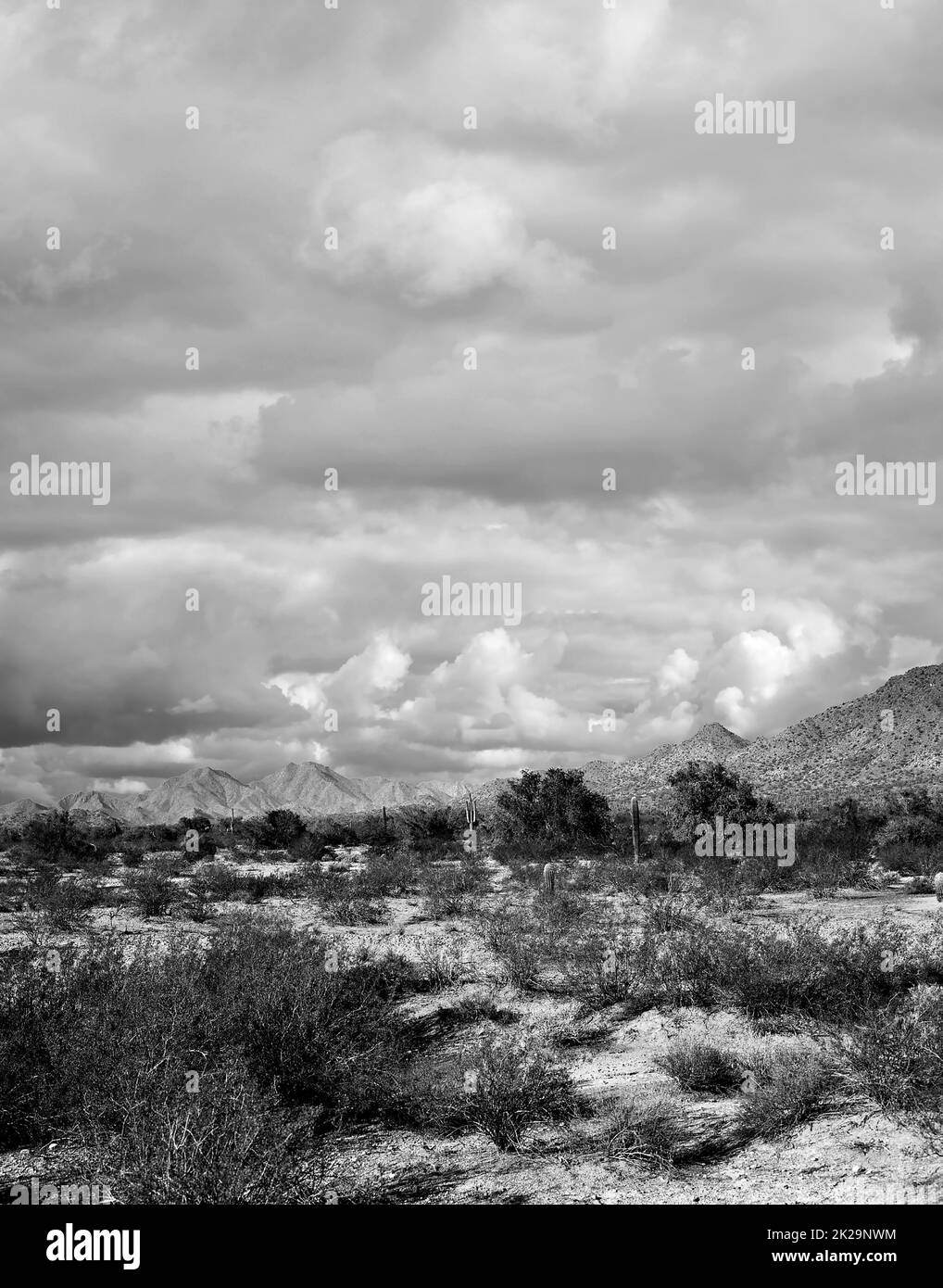 Sonora desert landscape hi-res stock photography and images - Alamy