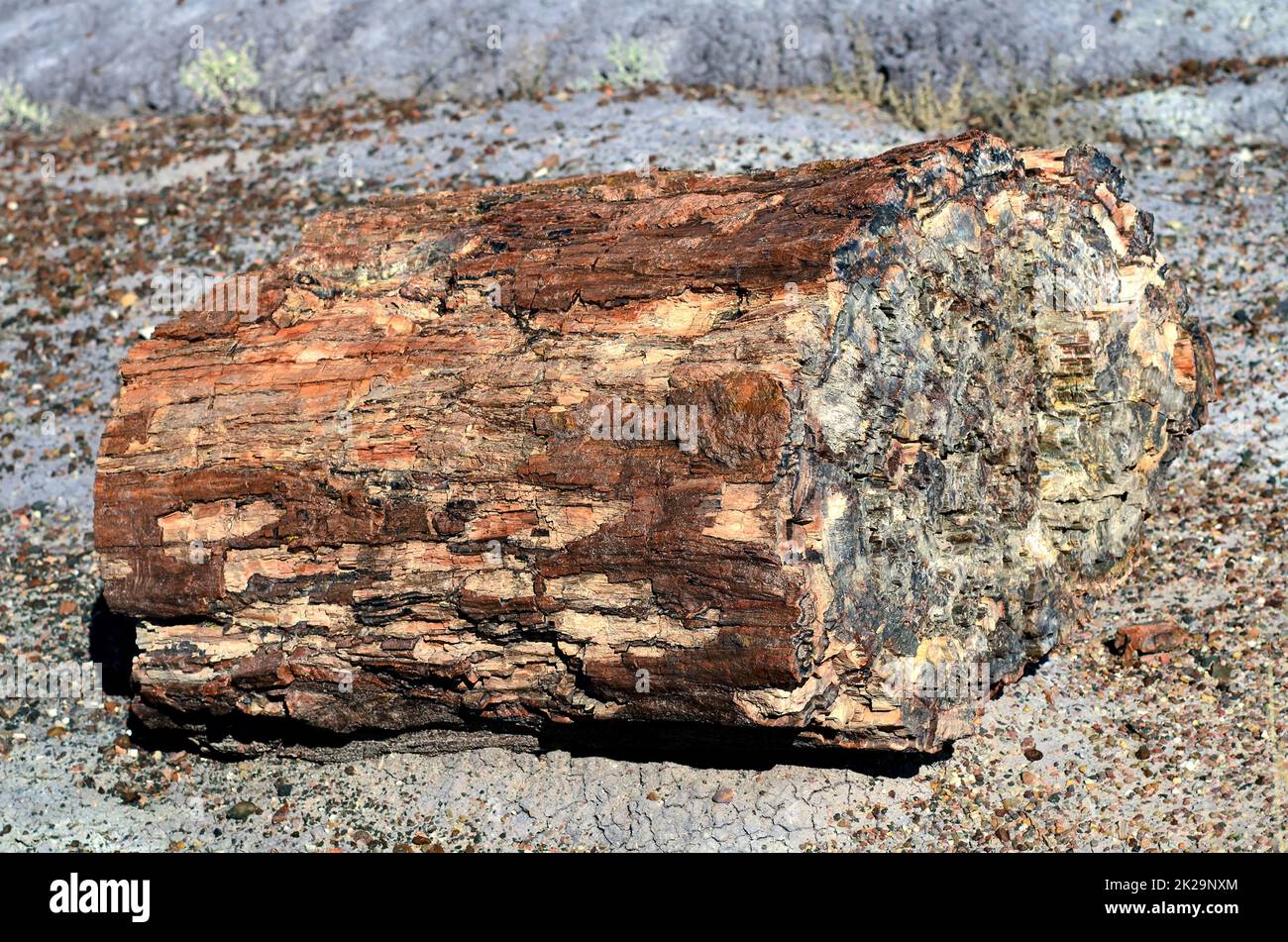 Petrified tree of the ancient petrified forest in Arizona Stock Photo