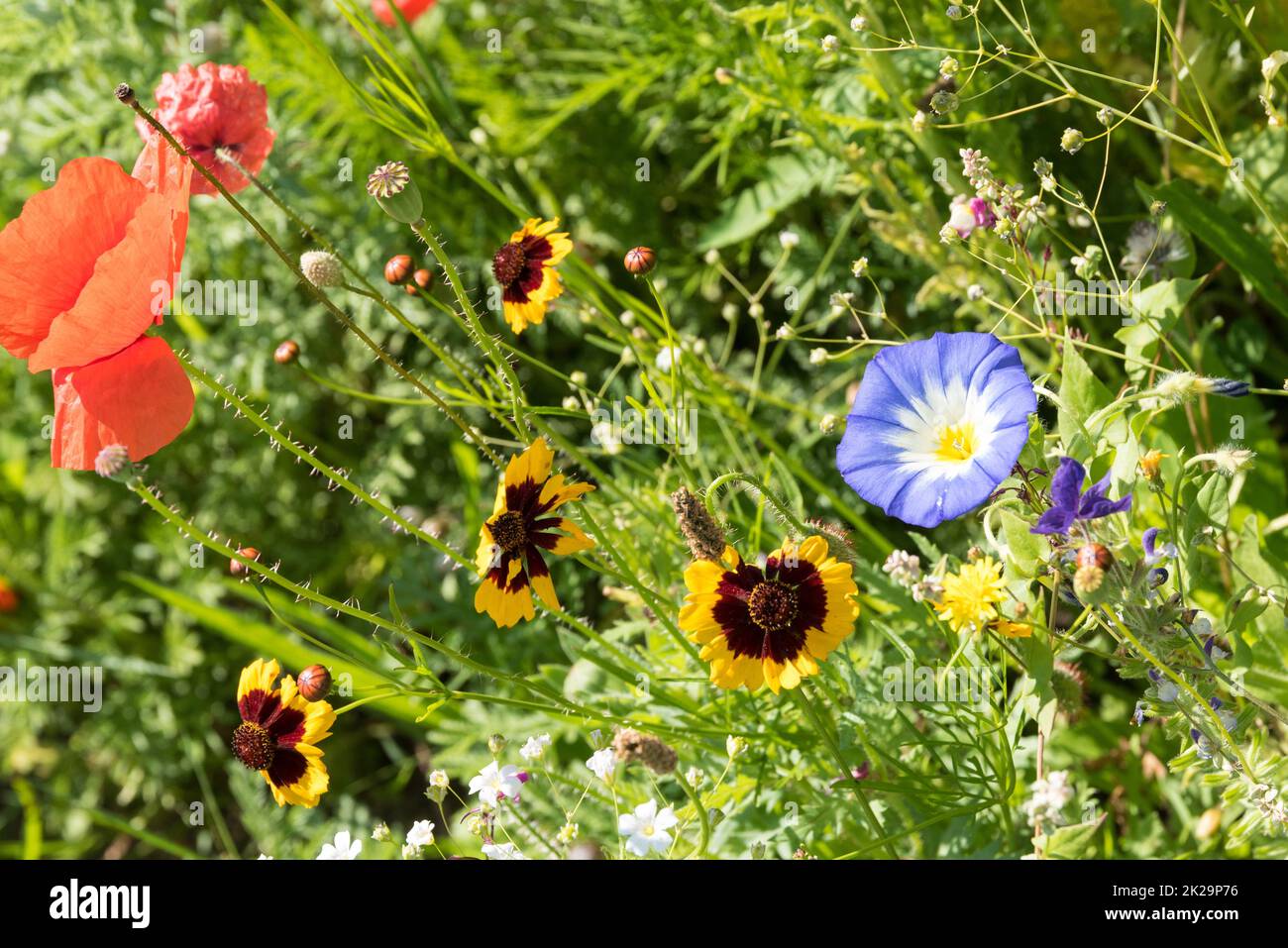 Poppy, blanket flower and blue morning glory - ornamental flowers and grasses in flower meadow - detail Stock Photo