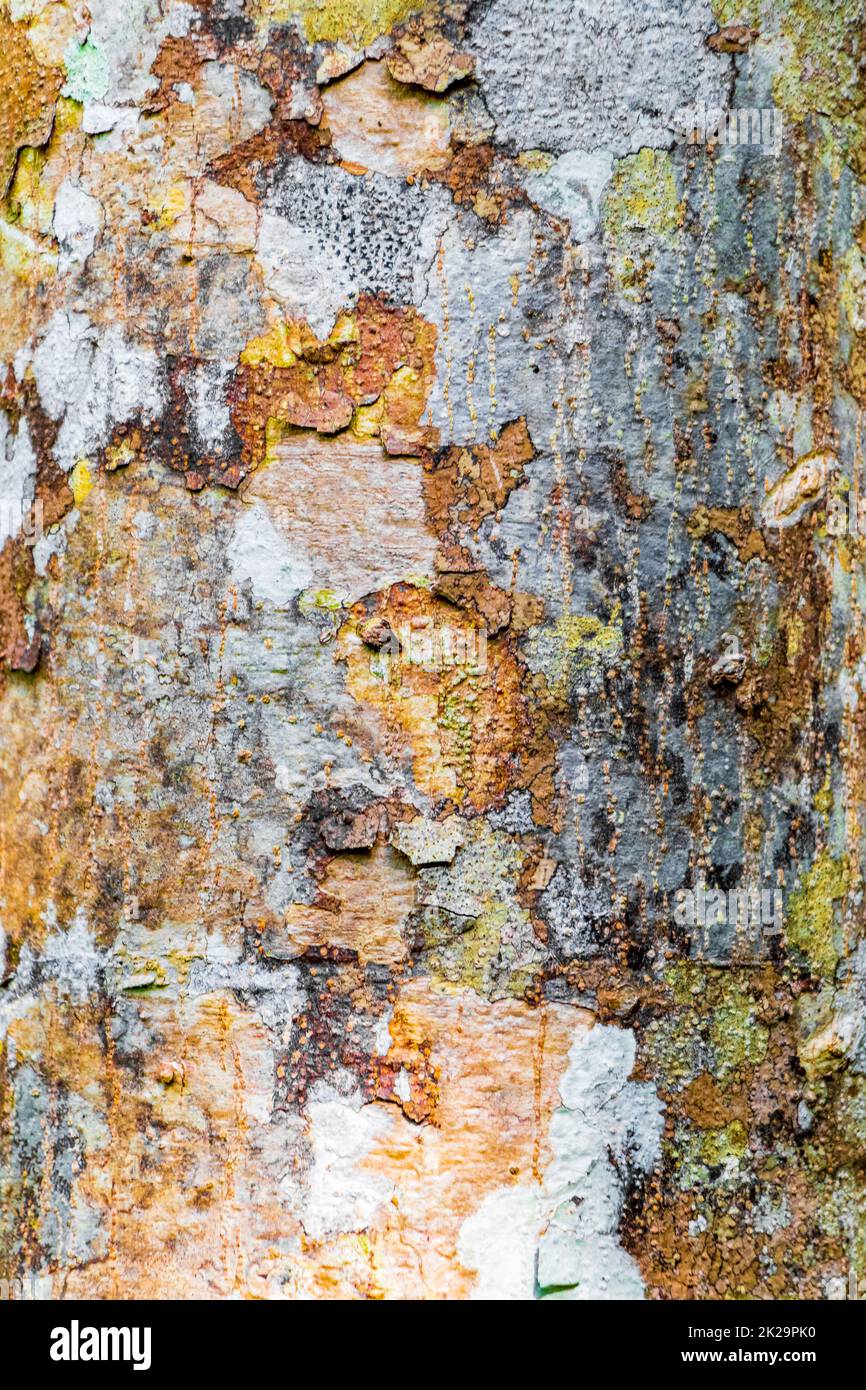Tropical orange tree bark texture with moss and lichen Mexico Stock ...