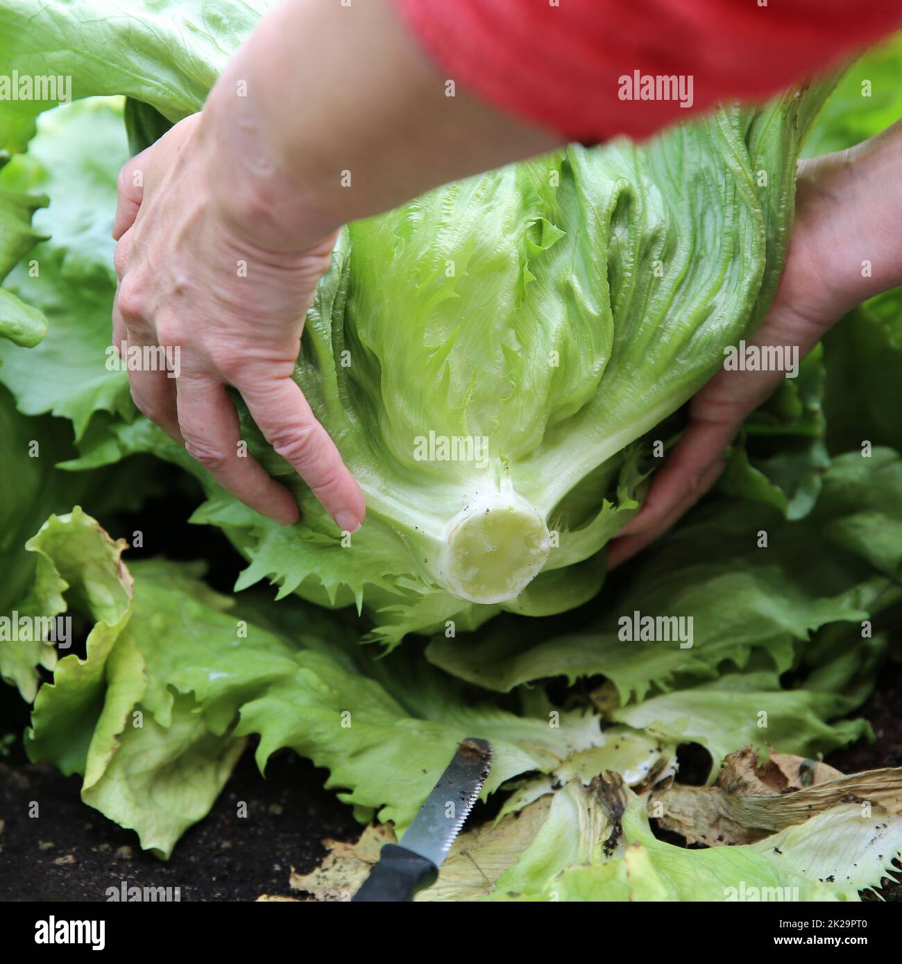 Harvesting Iceberg Lettuce Stock Photo